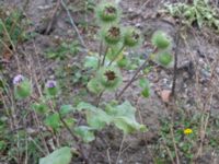 Arctium lappa Katrinetorp, Malmö, Skåne, Sweden 20231020_0001