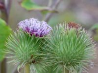 Arctium lappa Katrinetorp, Malmö, Skåne, Sweden 20231020_0004