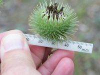 Arctium lappa Katrinetorp, Malmö, Skåne, Sweden 20231020_0008