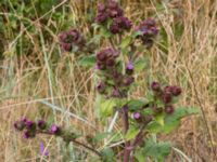 Arctium minus Lernacken, Malmö, Skåne, Sweden 20150815_0058