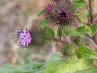 Arctium minus Lernacken, Malmö, Skåne, Sweden 20150815_0059