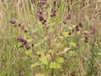 Arctium minus Ribersborg, Malmö, Skåne, Sweden 20150830_0010