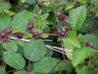 Arctium minus Rutsborg, Borgeby, Kävlinge, Skåne, Sweden 20150830_0063