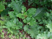 Arctium minus Ulricedal, Malmö, Skåne, Sweden 20220622_0023