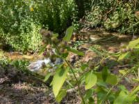 Arctium nemorosum Krka National Park, Sibenik-Knin, Croatia 20170805_1851