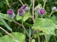 Arctium tomentosum Hilleshögs dalar, Landskrona, Skåne, Sweden 20170708_0023