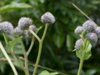 Arctium tomentosum Hilleshögs dalar, Landskrona, Skåne, Sweden 20170708_0024