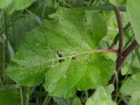 Arctium tomentosum Hilleshögs dalar, Landskrona, Skåne, Sweden 20170708_0025