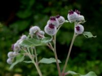 Arctium tomentosum Järnvägsbron Lunds reningsverk, Lund, Skåne, Sweden 20190708_0029