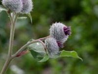 Arctium tomentosum Järnvägsbron Lunds reningsverk, Lund, Skåne, Sweden 20190708_0031