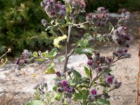 Arctium tomentosum Scaniaparken, Malmö, Skåne, Sweden 20150726_0015