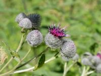 Arctium tomentosum Stensoffa, Krankesjön, Lund, Skåne, Sweden 20130718-78