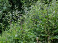 Arctium tomentosum Svanetorpsvägen, Åkarp, Lomma, Skåne, Sweden 20160626_0030