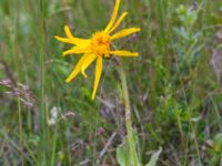 Arnica montana Hollandsbjärs naturreservat, Veinge, Laholm, Halland, Sweden 20150625_0246