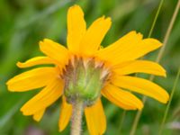 Arnica montana Kungsmarken, Lund, Skåne, Sweden 20170624_0057