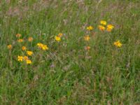 Arnica montana Kungsmarken, Lund, Skåne, Sweden 20170624_0060