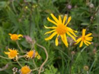 Arnica montana Kungsmarken, Lund, Skåne, Sweden 20170624_0066