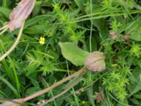 Arnica montana Kungsmarken, Lund, Skåne, Sweden 20170624_0067