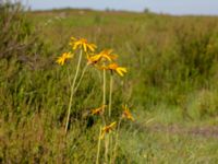 Arnica montana Mästocka hed, Laholm, Halland, Sweden 20210622_0101