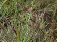 Arnoseris minima Ekesvång, Genarp, Lund, Skåne, Sweden 20150620_0027