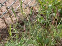 Arnoseris minima Ekesvång, Genarp, Lund, Skåne, Sweden 20150620_0034