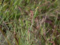 Arnoseris minima Ekevång, Genarp, Lund, Skåne, Sweden 20150620_0028