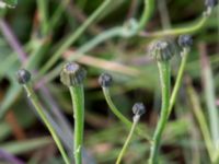 Arnoseris minima Ekevång, Genarp, Lund, Skåne, Sweden 20150620_0029