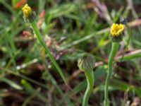 Arnoseris minima Ekevång, Genarp, Lund, Skåne, Sweden 20150620_0030