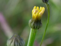 Arnoseris minima Ekevång, Genarp, Lund, Skåne, Sweden 20150620_0032