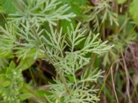 Artemisia absinthium Ulricedal, Malmö, Skåne, Sweden 20190731_0015