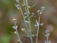 Artemisia absinthium Ulricedal, Malmö, Skåne, Sweden 20190731_0016