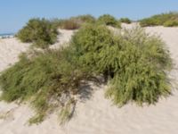 Artemisia campestris Anapa beach, Krasnodar, Russia 20160910_0240