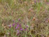 Artemisia campestris ssp. campestris Lyngsjön, Kristianstad, Skåne, Sweden 20170719_0114