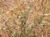 Artemisia campestris ssp. campestris Strandäng S Domstensgatan, Höganäs, Skåne, Sweden 20180702_0107