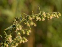 Artemisia dracunculus Limhamns kalkbrott, Malmö, Skåne, Sweden 20170903_0132