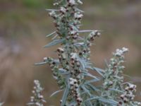 Artemisia ludoviciana Utkast SO Stångby, Lund, Skåne, Sweden 20211114_0040