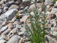 Artemisia vulgaris Gislövshammar, Simrishamn, Skåne, Sweden 20150703_0141