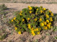 Asteriscus imbricatus Oued Massa, Morocco 20180224_0237