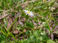 Bellis perennis Ananuri, Mtskheta-Mtianeti, Georgia 20180426_3300