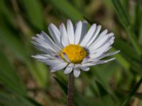 Bellis perennis Malmödammen, Tygelsjö ängar, Malmö, Skåne, Sweden 20160510_0012