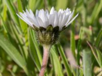 Bellis perennis Malmödammen, Tygelsjö ängar, Malmö, Skåne, Sweden 20160510_0013