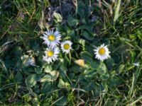 Bellis perennis Ribersborg, Malmö, Skåne, Sweden 20150408_0065