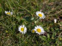 Bellis perennis Strandhem, Bunkeflo strandängar, Malmö, Skåne, Sweden 20140323_0138