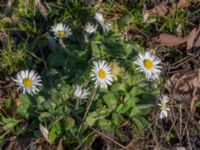 Bellis perennis Ulricedal, Malmö, Skåne, Sweden 20200321_0078