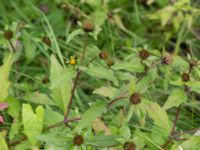 Bidens cernua Ödammen, Öresundsparken, Malmö, Skåne, Sweden 20140907_0066