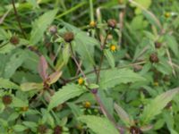 Bidens cernua Ödammen, Öresundsparken, Malmö, Skåne, Sweden 20140907_0068