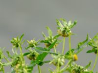 Bidens cernua Björkelundadammen, Malmö, Skåne, Sweden 20190901_0026