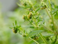 Bidens cernua Björkelundadammen, Malmö, Skåne, Sweden 20190901_0028