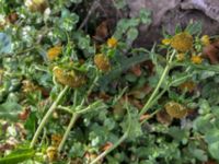 Bidens cernua Björkelundadammen, Malmö, Skåne, Sweden 20190901_3