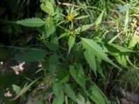 Bidens frondosa Svirskoye ushele, Lazarevskoye, Krasnodar, Russia 20160913_0391